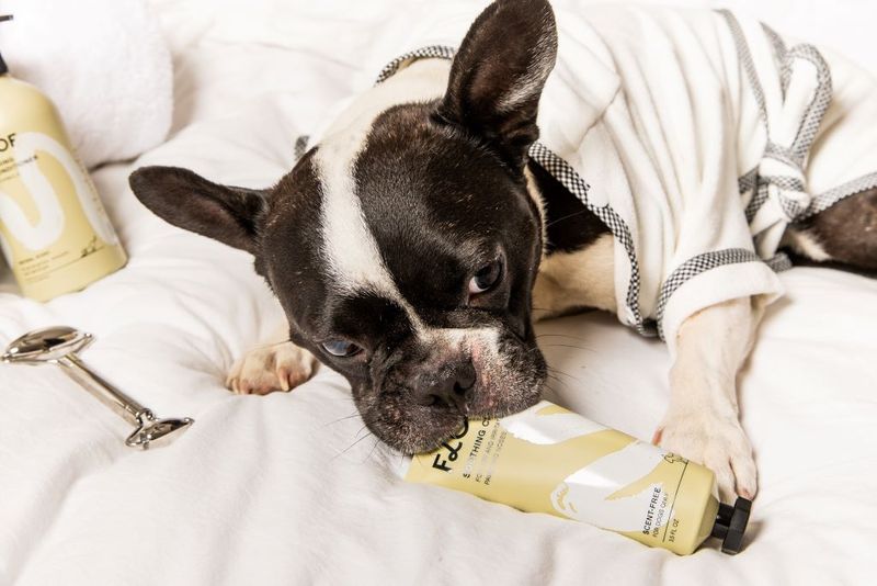Why I Started a Skincare Routine for My Dog
